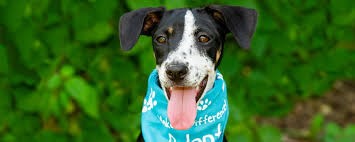 Animal Shelter Operations Challenge